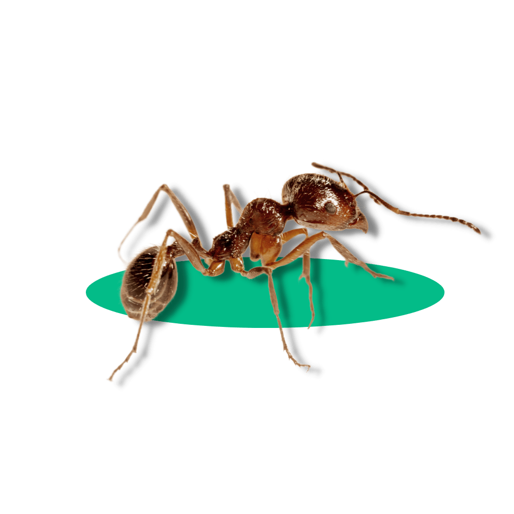 disinfestazione formiche a modena