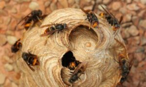 un nido di calabroni molto pericolosi, la loro puntura può provocare shock anafilattico