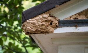 un nido di calabroni nel tetto di un abitazione, grande e pericoloso