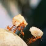 formiche che si nutrono delle briciole cadute in una cucina