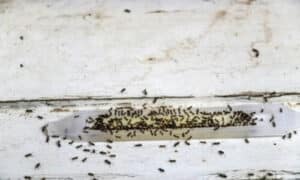 infestazione di formiche in casa