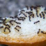 colonia di formiche su un pezzo di pane pronte ad invadere un abitazione