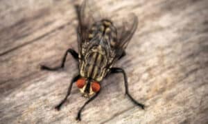 la mosca domestica è quella che maggiornamente troviamo in casa