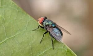 le mosche possono essere dannose per l 'uomo meglio eliminarle