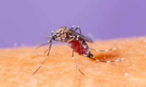 le zanzare sono fastidiose e alcune anche pericoloso perchè trasmettono malattie