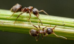 formiche su pianta in casa 