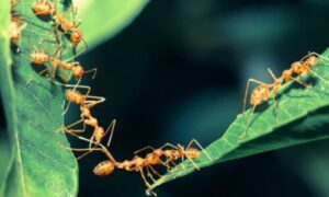 colonia di formiche che invadono un giardino